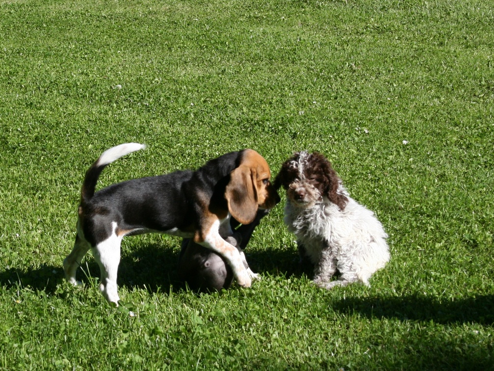 [lang=fr]Chiots qui jouent[/lang] [lang=de]Welpen am spielen[/lang]
