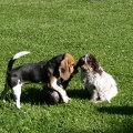 [lang=fr]Chiots qui jouent[/lang] [lang=de]Welpen am spielen[/lang]