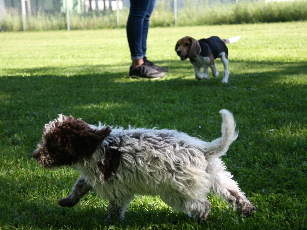 [lang=fr]Chiots qui jouent[/lang] [lang=de]Welpen am spielen[/lang]