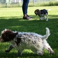 [lang=fr]Chiots qui jouent[/lang] [lang=de]Welpen am spielen[/lang]