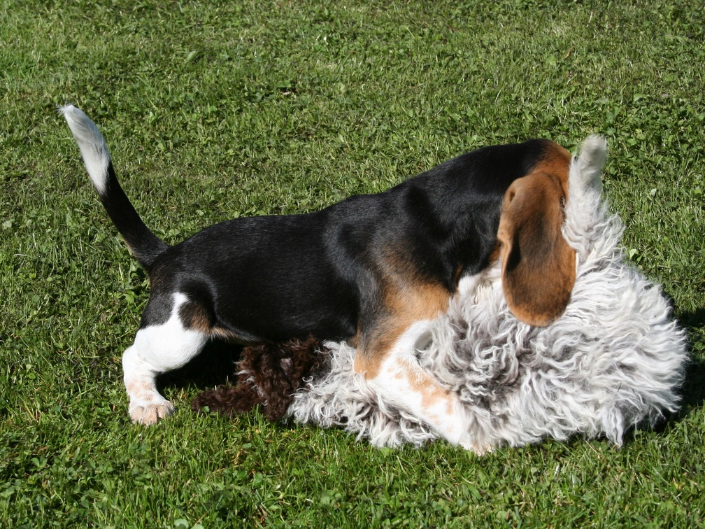 [lang=fr]Chiots qui jouent[/lang] [lang=de]Welpen am spielen[/lang]