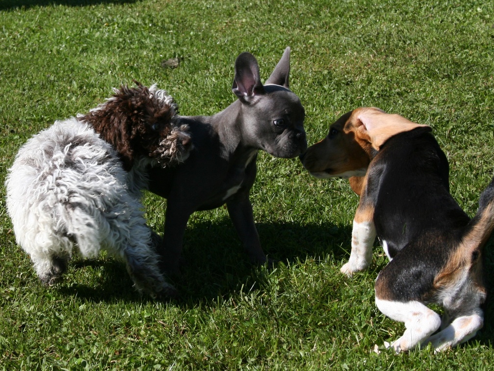 [lang=fr]Chiots qui jouent[/lang] [lang=de]Welpen am spielen[/lang]