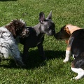 [lang=fr]Chiots qui jouent[/lang] [lang=de]Welpen am spielen[/lang]