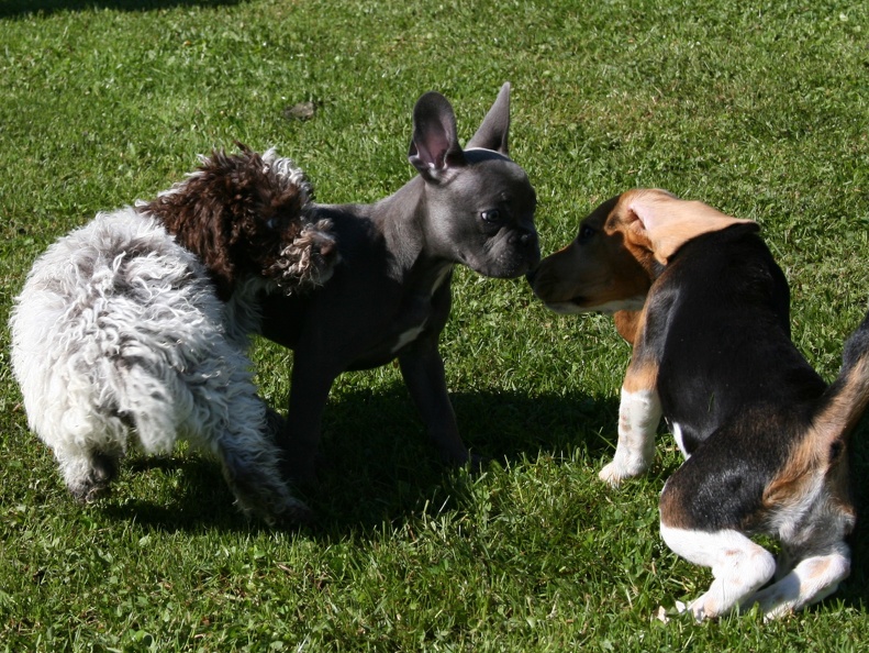 [lang=fr]Chiots qui jouent[/lang] [lang=de]Welpen am spielen[/lang]