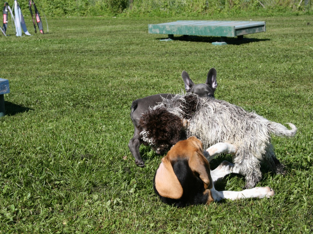 [lang=fr]Chiots qui jouent[/lang] [lang=de]Welpen am spielen[/lang]