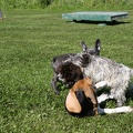 [lang=fr]Chiots qui jouent[/lang] [lang=de]Welpen am spielen[/lang]