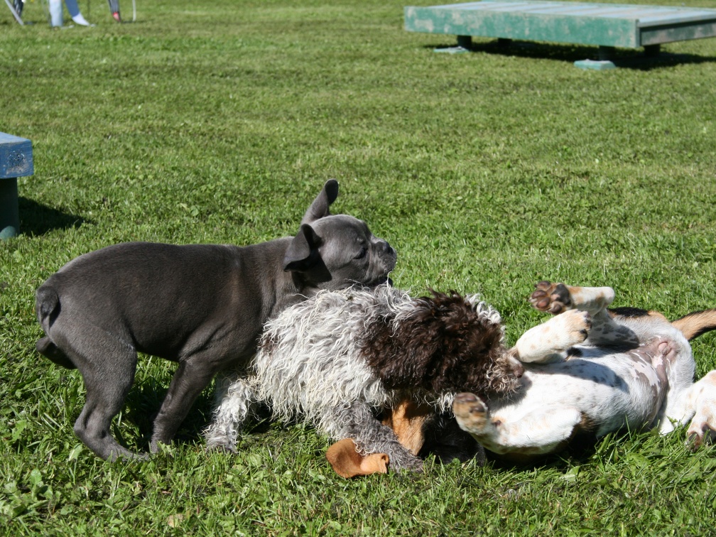 [lang=fr]Chiots qui jouent[/lang] [lang=de]Welpen am spielen[/lang]
