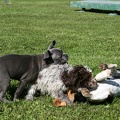 [lang=fr]Chiots qui jouent[/lang] [lang=de]Welpen am spielen[/lang]
