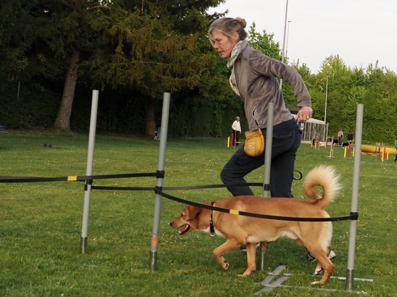 8109829-Agility-Anlern-5