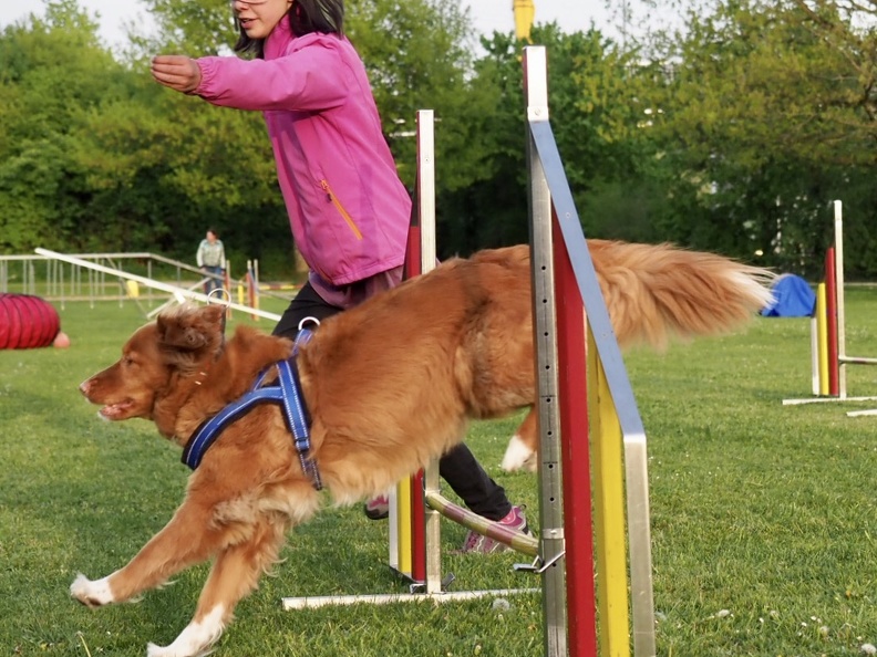 8109827-Agility-Anlern-4