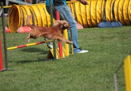 9179717-Agility-Meeting-2018 Ambiance-165