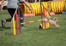 9179693-Agility-Meeting-2018 Ambiance-157