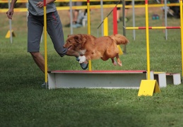 9179618-Agility-Meeting-2018 Ambiance-132
