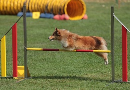 9179600-Agility-Meeting-2018 Ambiance-126