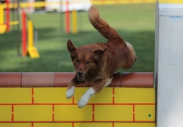 9179507-Agility-Meeting-2018 Ambiance-095