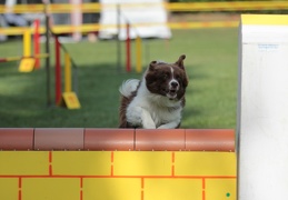 9179435-Agility-Meeting-2018 Ambiance-071