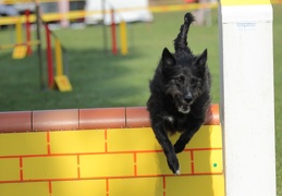 9179417-Agility-Meeting-2018 Ambiance-065