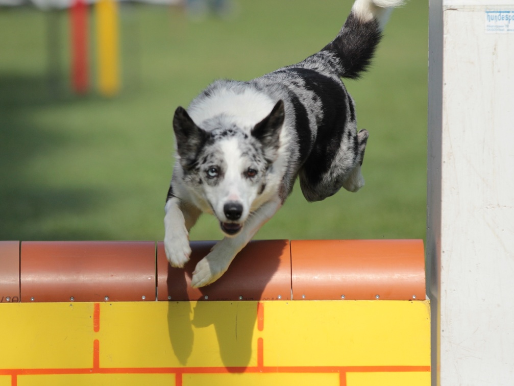 9179399-Agility-Meeting-2018 Ambiance-059