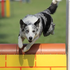 9179399-Agility-Meeting-2018 Ambiance-059
