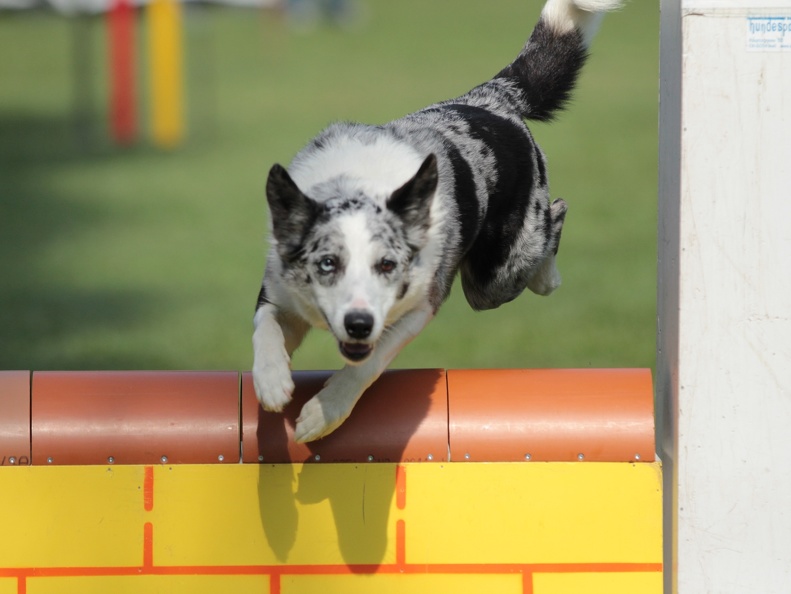 9179399-Agility-Meeting-2018 Ambiance-059
