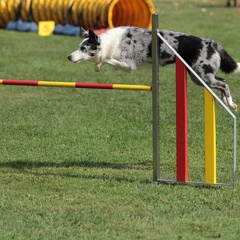 9179396-Agility-Meeting-2018 Ambiance-058